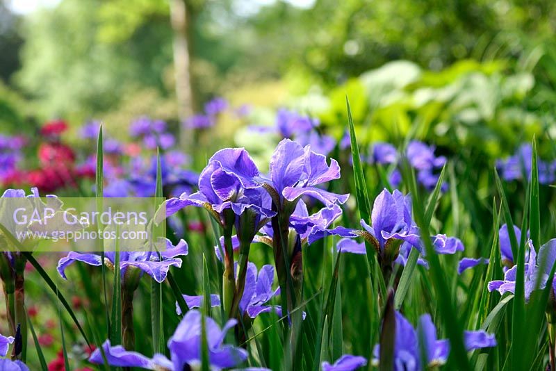 Iris sibirica 'Silver Edge' - Siberian Iris