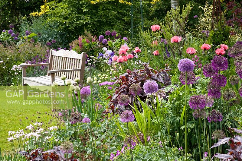 Wooden bench and borders of Allium 'Purple Sensation',  Allium 'Globemaster', Papaver orientale 'Raspberry Queen', Iris barbata 'Susan Bliss'