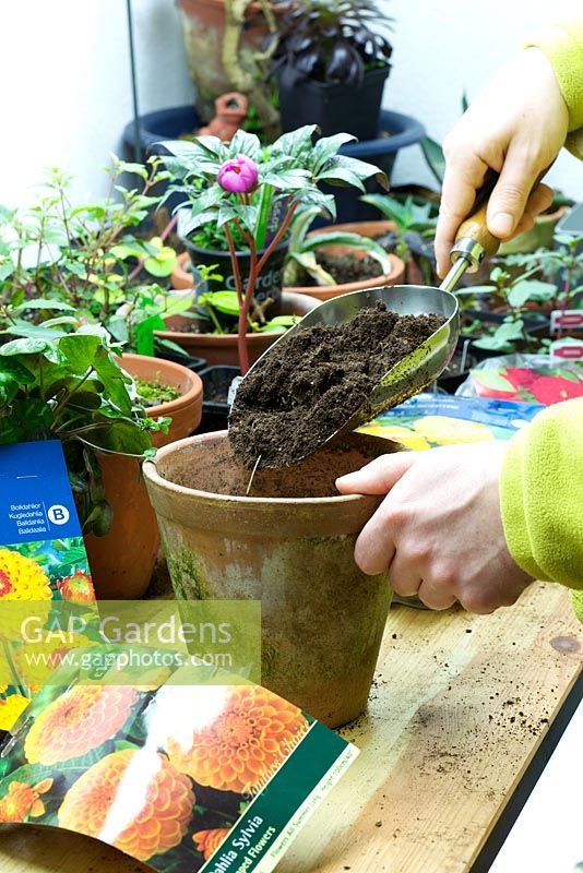 Planting Dahlia tuber in pot - Filling pot with soil