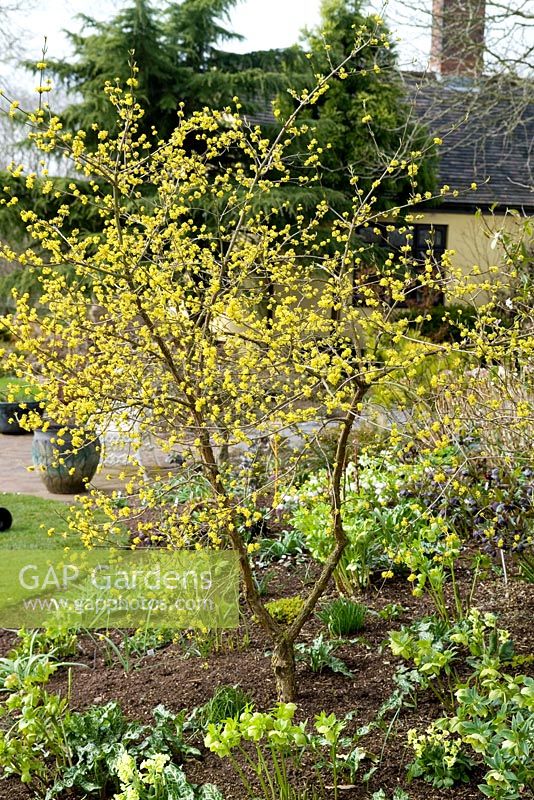 Hamamelis in spring bed at John Massey's private garden