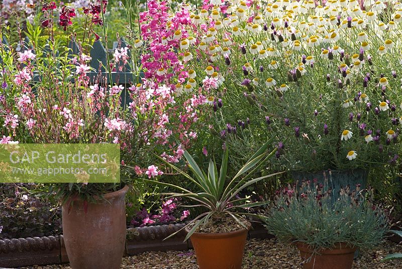 Gaura lindheimeri 'Rosyjane', Dianthus, Yucca and Lavandula in clay pots on gravel. Adjacent summer perennial border containing Anthemis and Penstemon.