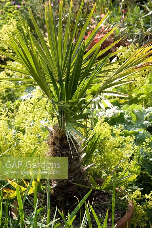 Washingtonia robusta - Thread Palm growing in a pot surrounded by Alchemilla mollis