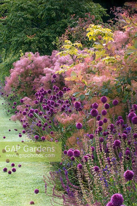 Prairie style border of Allium sphaerocephalon, Cotinus coggygria - Smoke Bush, Salvia and Rhus. The Walled Garden, Scampston, Yorkshire, UK
 