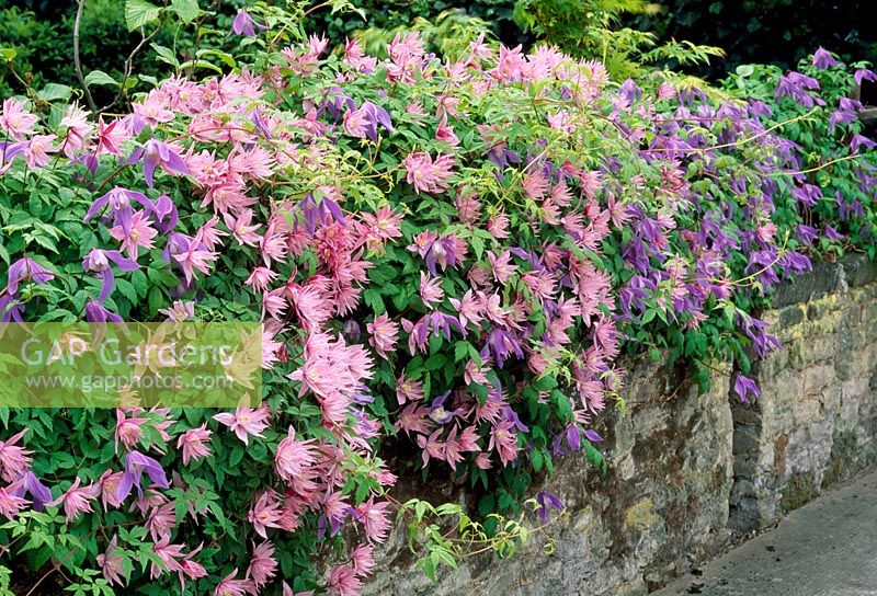 Clematis 'Markhams Pink' and 'Frances Rivis' growing over a wall