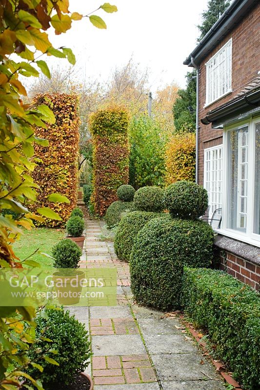 View along path in autumn with Buxus - Box topiary and tall Fagus - Beech hedges. Brick detailing in path. Hardwicke House, Fen Ditton, Cambridge
