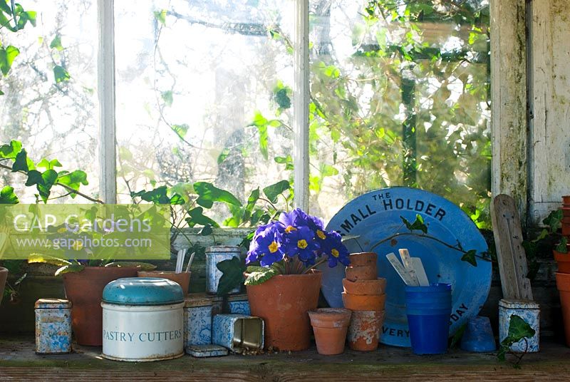 Potting shed windowsill with blue pots and Primula Polyanthus