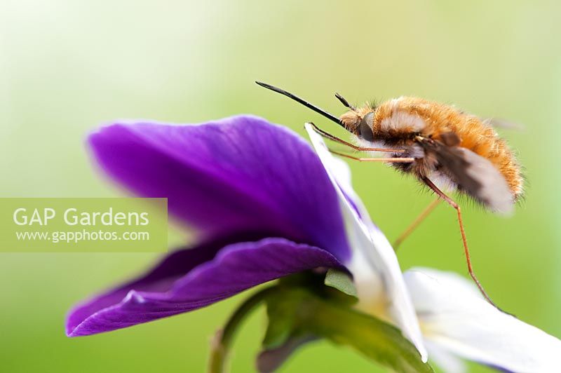 Bombylius major - Bee fly resting on a flower