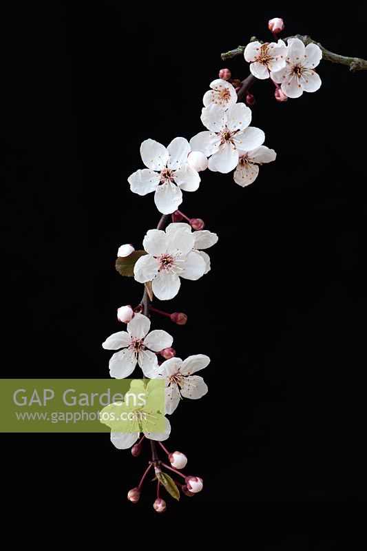 Prunus maackii - Cherry tree blossom against black background