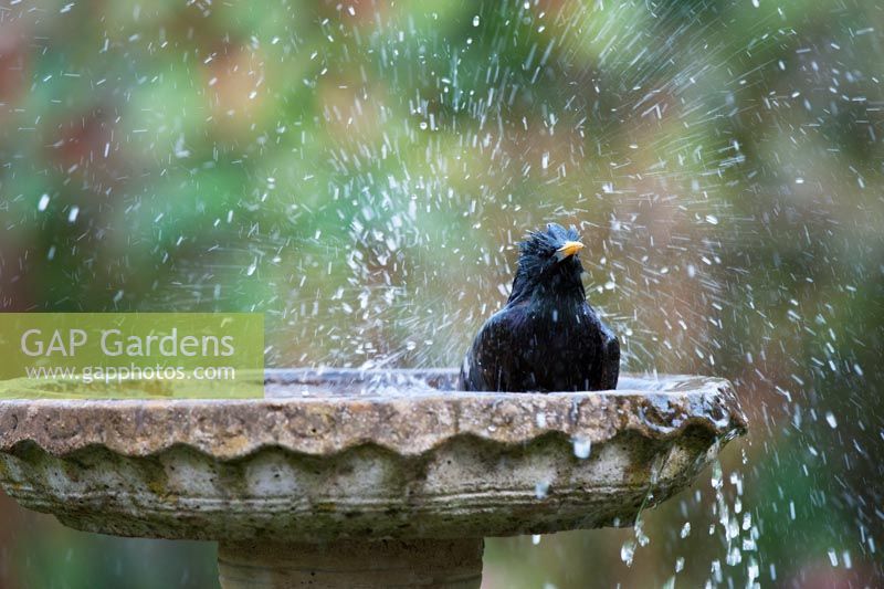 Sturnus vulgaris - Starling washing in a stone bird bath