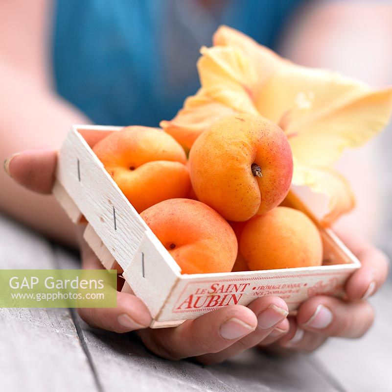 Woman holding apricots in a wooden box