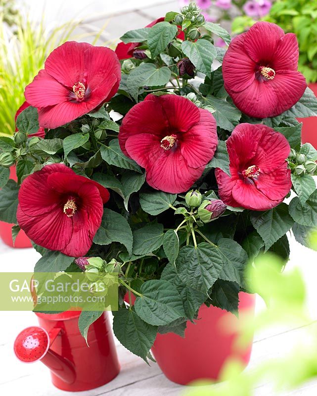 Hibiscus 'Guido Red' in pot