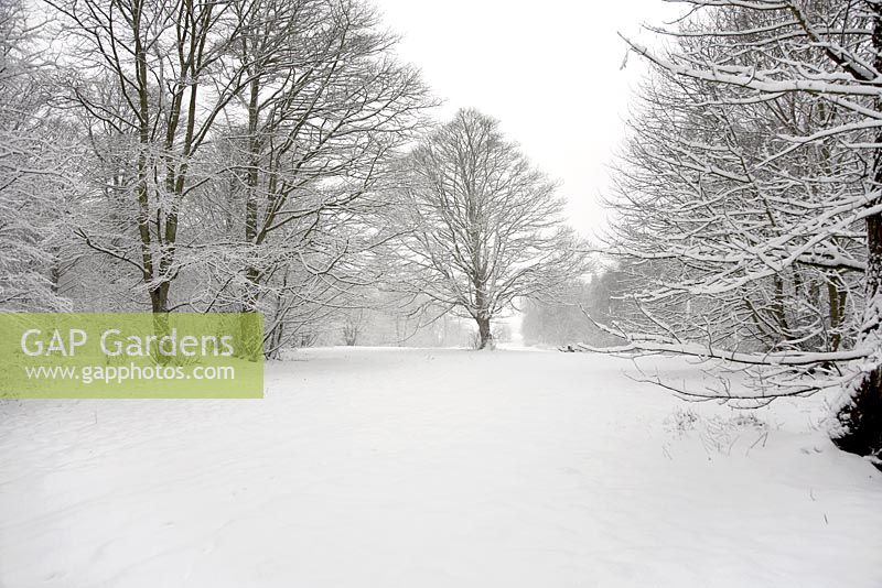 Hatfield park in February - Hertfordshire