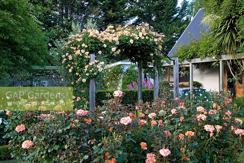 Rose garden - Breedenbroek, New Zealand