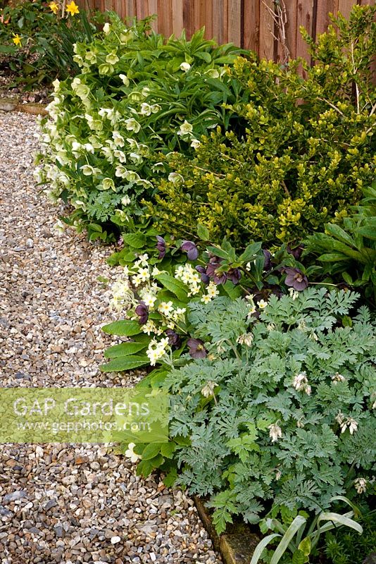 Gravel pathway next to fence. Plants include Helleborus x hybridus, Buxus sempervirens 'Buccaneer', Helleborus x hybridus 'Little Black' Primula officinalis and Dicentra 'Langtrees'