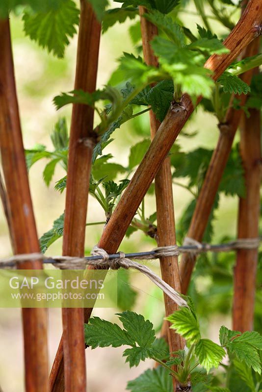 Rubus idaeus 'Malling Admiral' - Raspberry canes tied in to wire support