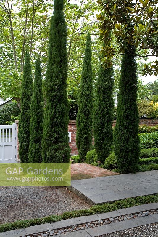 Entrance to suburban garden, with bed of Cupressus sempervirens - Italian Cypresses flanking entrance. Christchurch, New Zealand