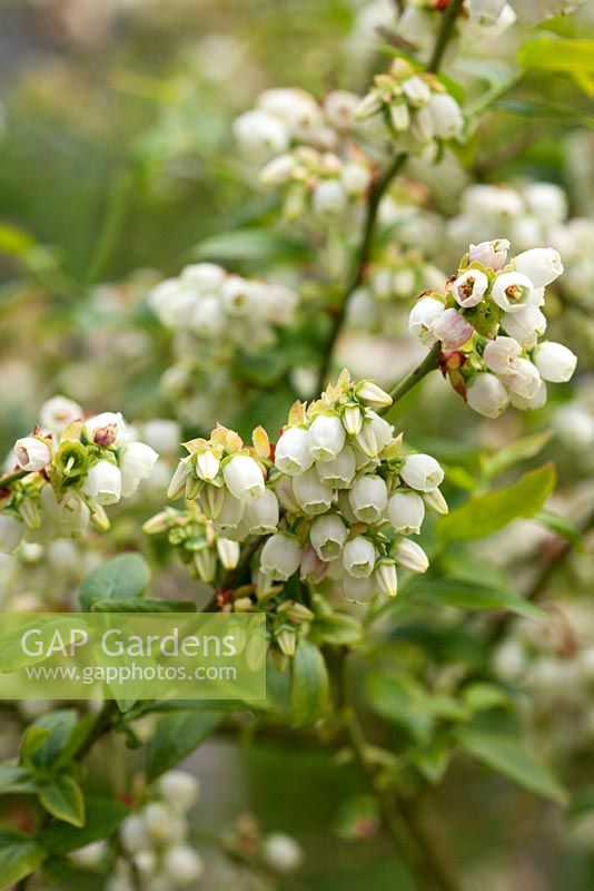 Vaccinium corymbosum 'Earlyblue' - Blueberry flowers in spring