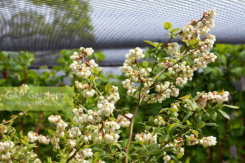 Vaccinium corymbosum 'Earlyblue' - Blueberry flowering in spring, protected within a fruit cage - RHS Wisley