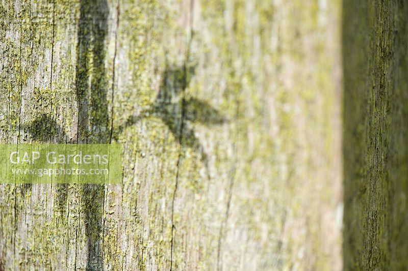 Sunlight and shadow of a plant leaf and stem on an old wooden post in the garden