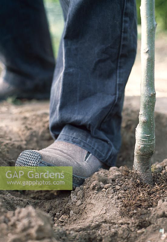 Planting a bare root tree - Add soil and firm in and heel the tree well in to prevent damage