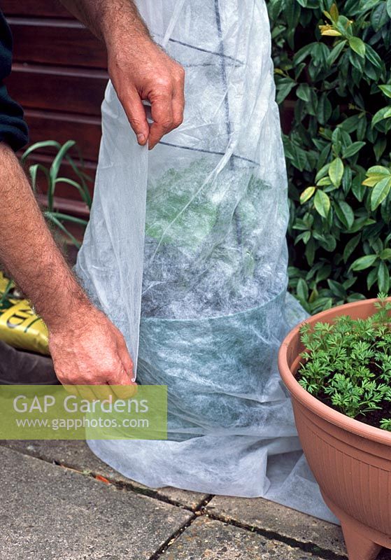 Winter protection. If conditions are overly cool or windy, wrap horticultural fleece around your Pea or Bean plants for a few days to prevent the wind damaging their leaves or stems.