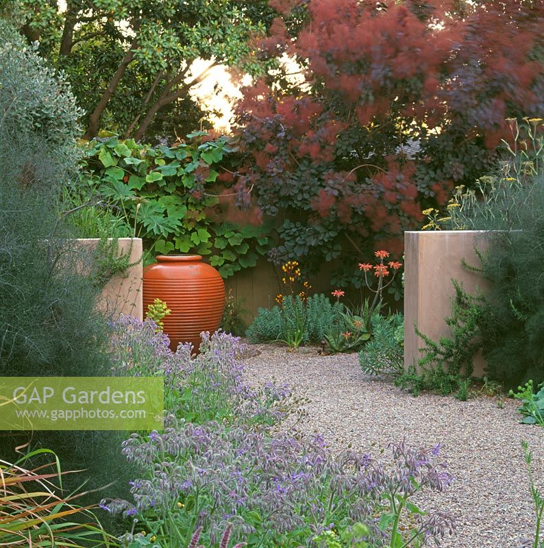Summer garden with gravel path and low concrete walls. Cotinus, Foeniculum vulgare - Bronze Fennel and empty urn focal point