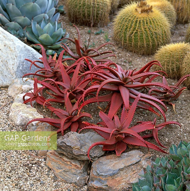 Drought tolerant plants including red Aloe and Echinocactus grusonii - Barrel Cactus in Gravel Garden