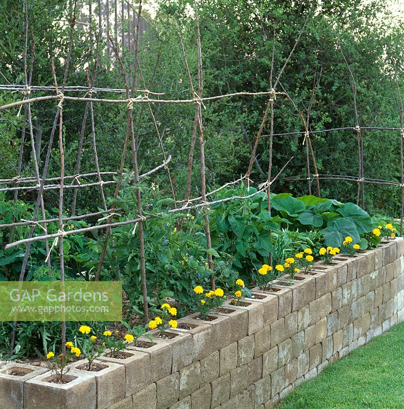 Tomatoes growing in cinder block raised bed in vegetable garden edged with Tagetes - Marigolds. Southern California