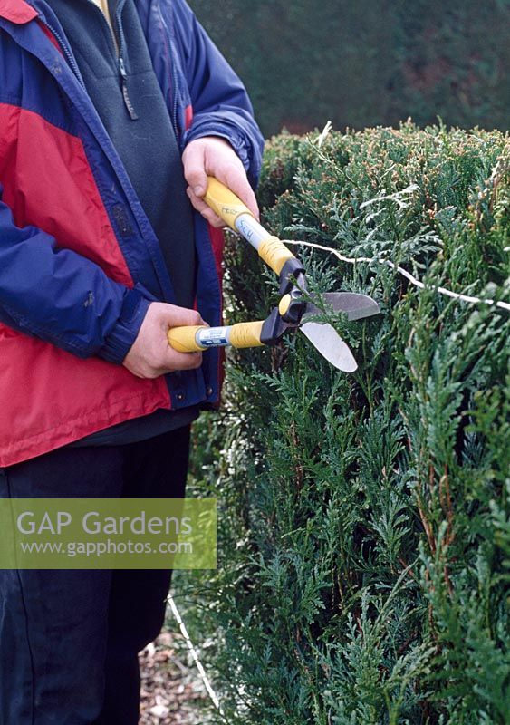 Hedge trimming. If you find it hard to cut hedges, put up two canes to the desired shape. Attach two lines between them to act as guidelines.