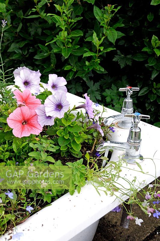 Petunias planted in old bath with taps. Community garden, Hackney, London, UK
