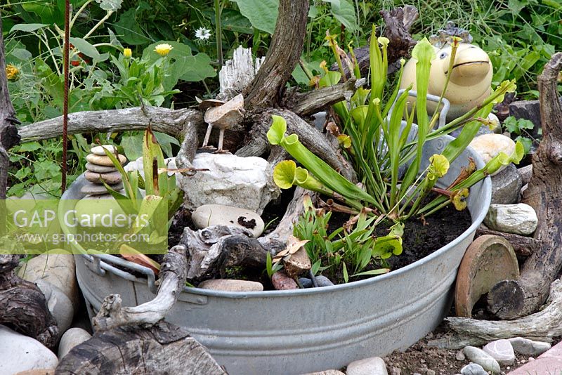 Old tin tub with carniverous Sarracenia - Pitcher Plant