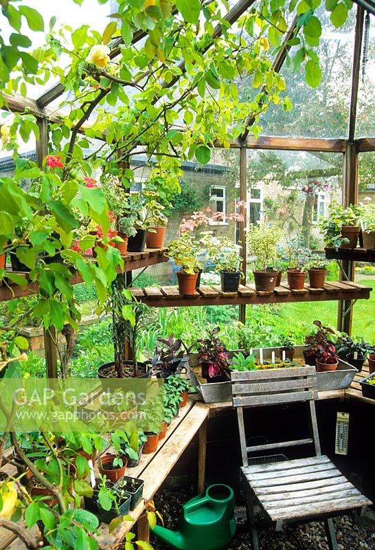 Interior of octagonal wooden greenhouse with pots of Geraniums and other tender plants on benches and shelves and Rosa 'Marechal Niel' trained into roof