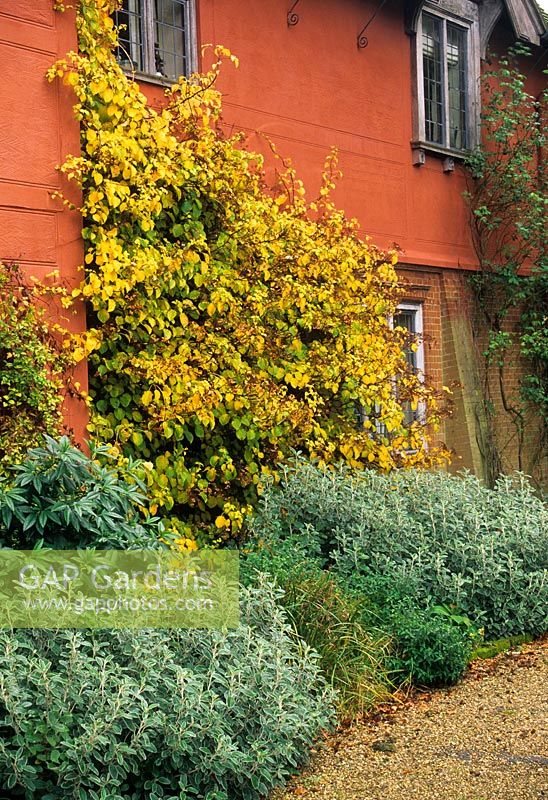 Autumn colour of Hydrangea anomala subsp. petiolaris trained on house