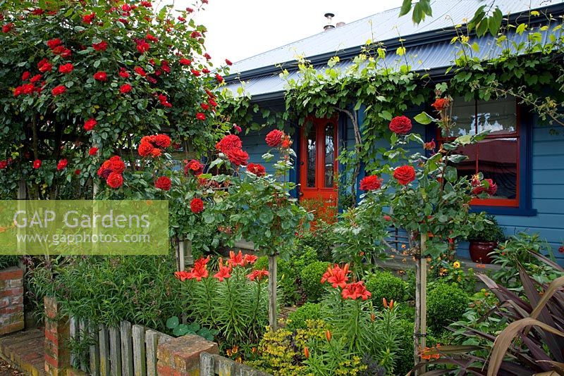 Colourful cottage garden with standard and climbing Rosa and Liliium. No. 11, Christchurch, New Zealand