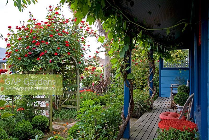 View from the veranda of a blue painted cottage to the front garden with climbing Rosa on arch. No. 11, Christchurch, New Zealand