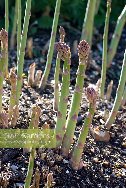 Asparagus spears in Spring