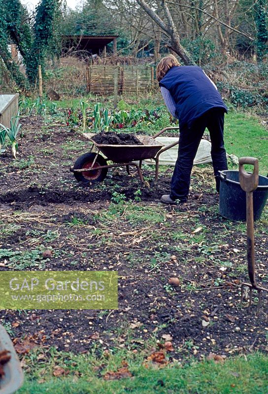 Preparing a plot - Put the soil from trench into a wheelbarrow, this soil will be used later on elsewhere