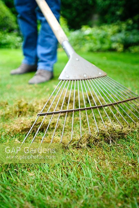 Woman using a rake to remove moss from a lawn