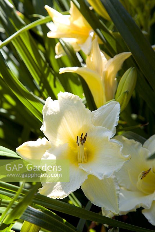 Hemerocallis 'Gentle Shepherd' - Day Lily. Christchurch, New Zealand

