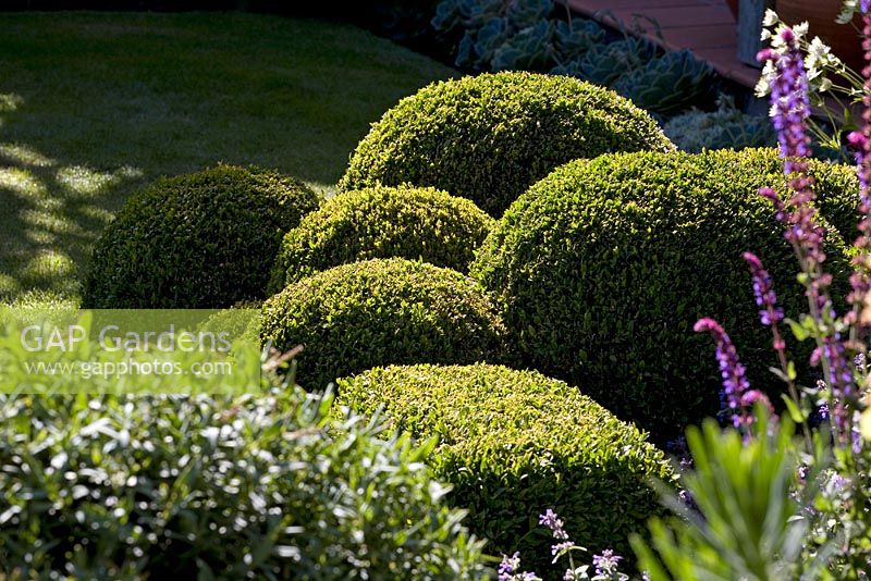 Clipped Buxus - Box balls in border with Salvia to the right and Hebe to the left. Christchurch, New Zealand 