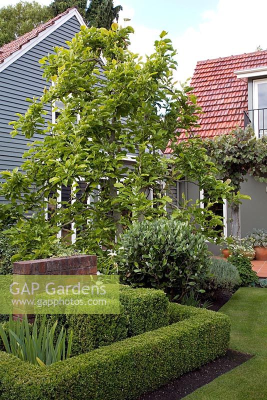 Country garden with clipped Buxus - Box topiary and Magnolia tree. Christchurch, New Zealand