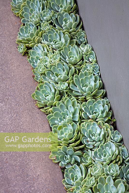 Elevated view of border of Echeveria plants between grey wall and scored concrete paving. Christchurch, New Zealand