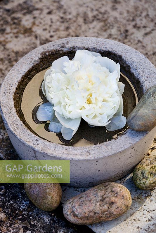 Peony in stone bowl on stone surface with stones