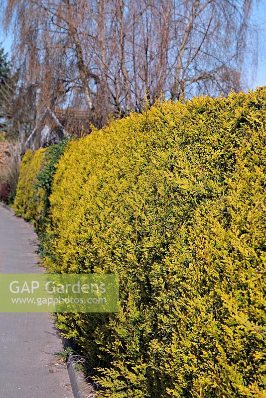Cupressocyparis Leylandii 'Castlewellan' clipped as an evergreen hedge
