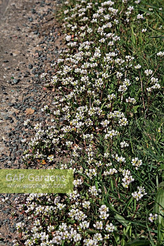 Cochlearia danica - Early scurvy grass or Danish scurvy grass, thrives in the salty roadside conditions resulting from winter salt use