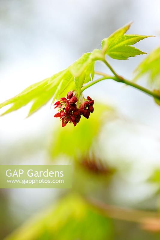 Acer japonicum 'Vitifolium' - Spring flowers and foliage