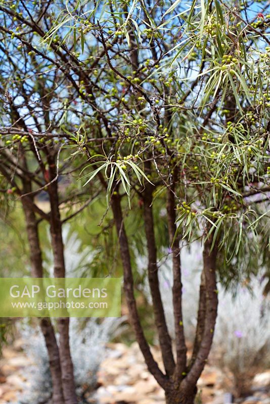 Eremophila longifolia - Berrigan. Can reach 7-8 metres in height but is often much smaller. Native to Australia. 