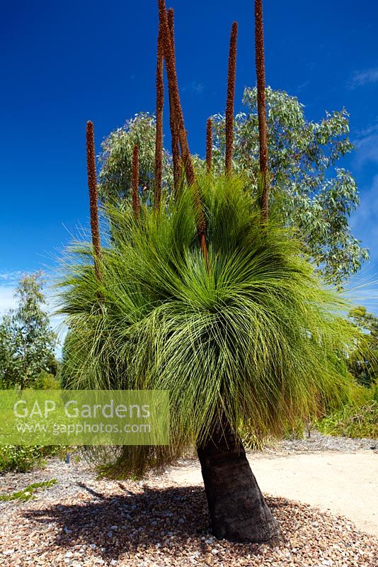 Kingia australis - Kingia, native to south western Australia.