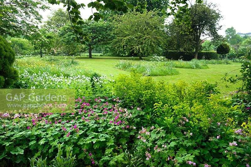 View of country garden in spring with ground cover under trees in foreground of hardy Geraniums and Euphorbia. Patches of long grass left unmown where bulbs are growing 