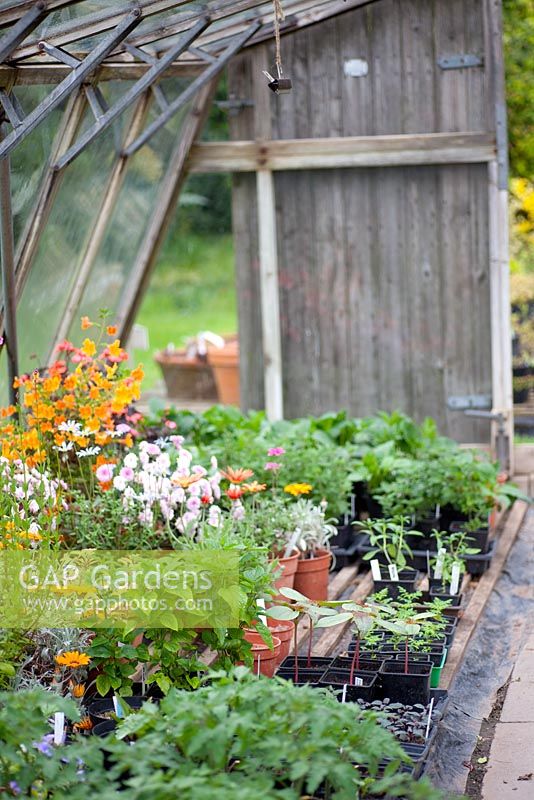 Greenhouse at Eastgrove Cottage Garden Nursery